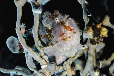 well hidden frogfish (10cm) well hidden frogfish (10cm)