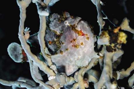 well hidden frogfish (10cm)