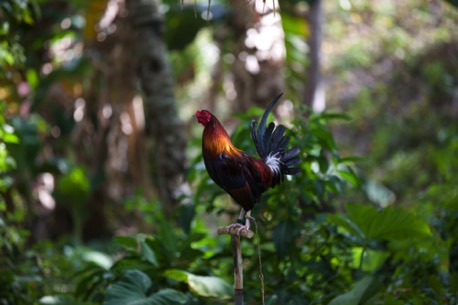 cocks - they are fostered and cared of ...