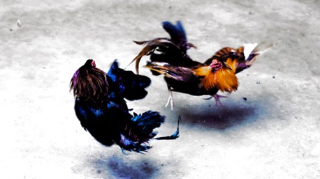 ... on command the fight starts, it lasts 15-60 seconds ... on command the fight starts, it lasts 15-60 seconds