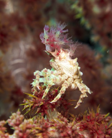 candy crab candy crab