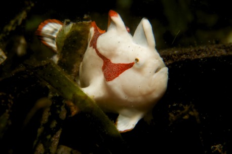 juvenile frogfish (1 cm)