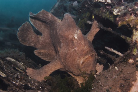 giant frogfish (40cm) giant frogfish (40cm)