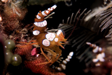 Popcorn shrimp (1cm)