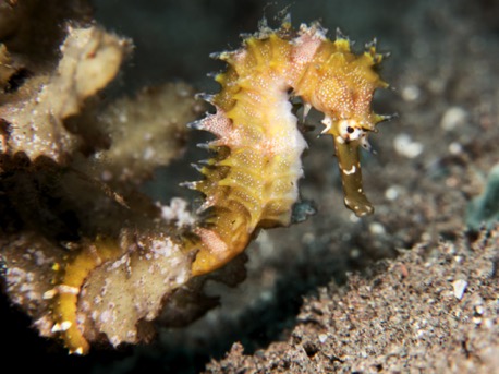 Seahorse (10 cm)