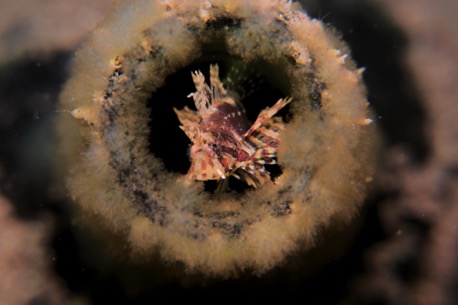 juvenile lion fish in a bottle