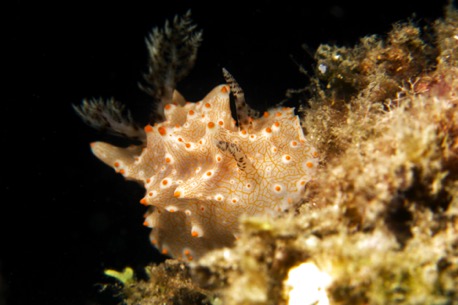 nudibranch (5 cm)