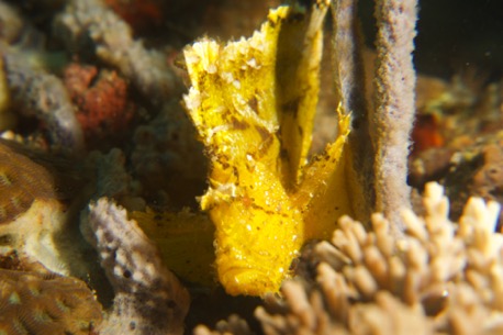 leaffish (10 cm) ... leaffish (10 cm) ...