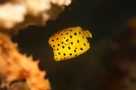 juvenile boxfish (3 cm)