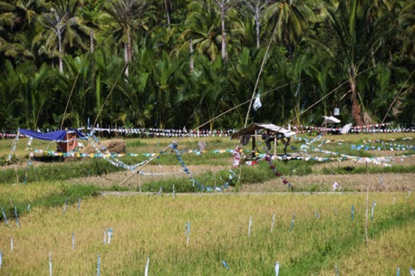 ... drive through rice fields ...