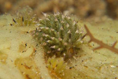 very juvenile flabellina (5mm)