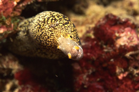moraine eel moraine eel