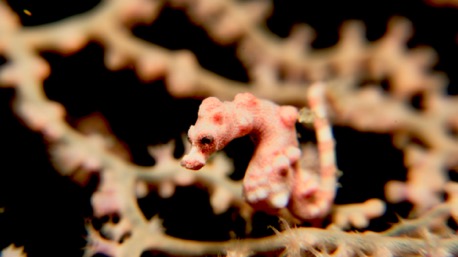 pigmy seahorse (3mm)