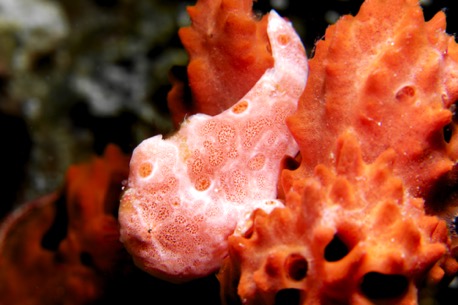 Frogfish (5 cm) Frogfish (5 cm)