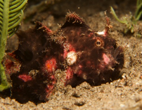 juvenile hairy frogfish (2 cm)