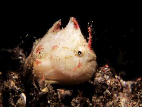 juvenile frogfish (1 cm)