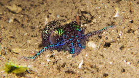 Bobtail Squid (2 cm) in blue ...
