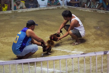 ... the cocks get treated to be angry of eachother ... ... the cocks get treated to be angry of eachother ...