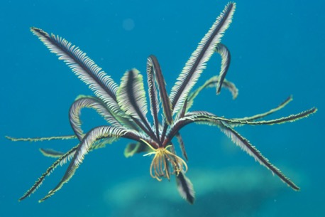 the feather stars are very active and swim around in the blue