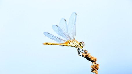 ... hunt dragon-flies ... ... hunt dragon-flies ...