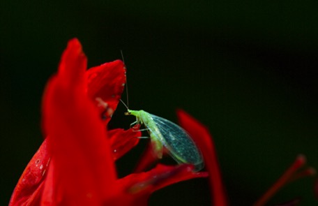 Spain starts flowery in the Pagoeta Nature Reserve