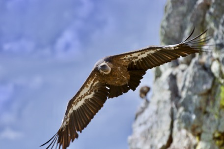 sometimes they come so near, that we can feel the air of the wings :-)) sometimes they come so near, that we can feel the air of the wings :-))