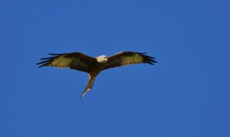 ... haben wir "Vogel-Sichtungs-Glück"