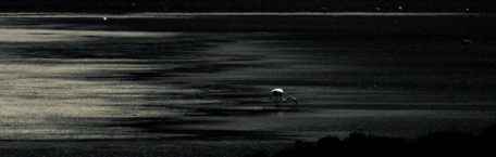 ... und sehen in der Ferne sogar Flamingos ... und sehen in der Ferne sogar Flamingos